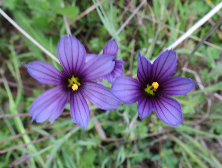 Blue-eyed Grass